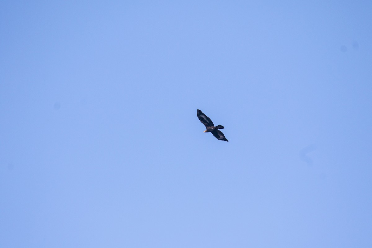 イヌワシ - ML644696663