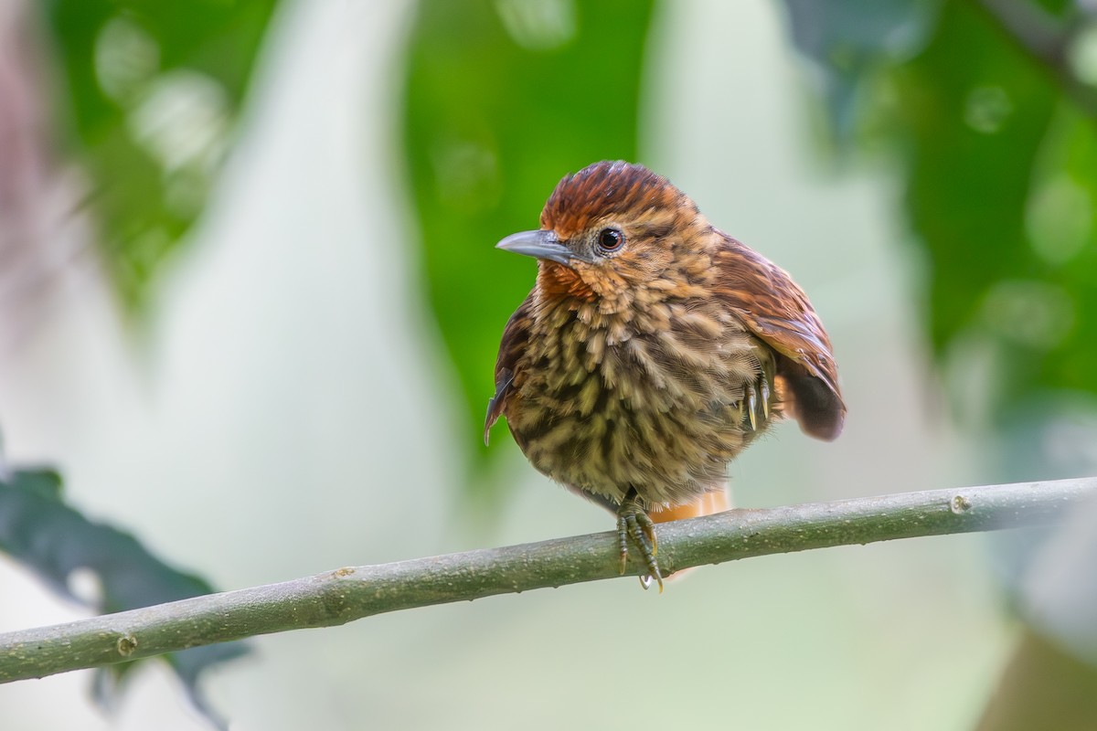 マルオカマドドリ - ML644696664