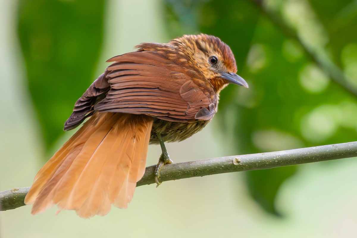 マルオカマドドリ - ML644696665