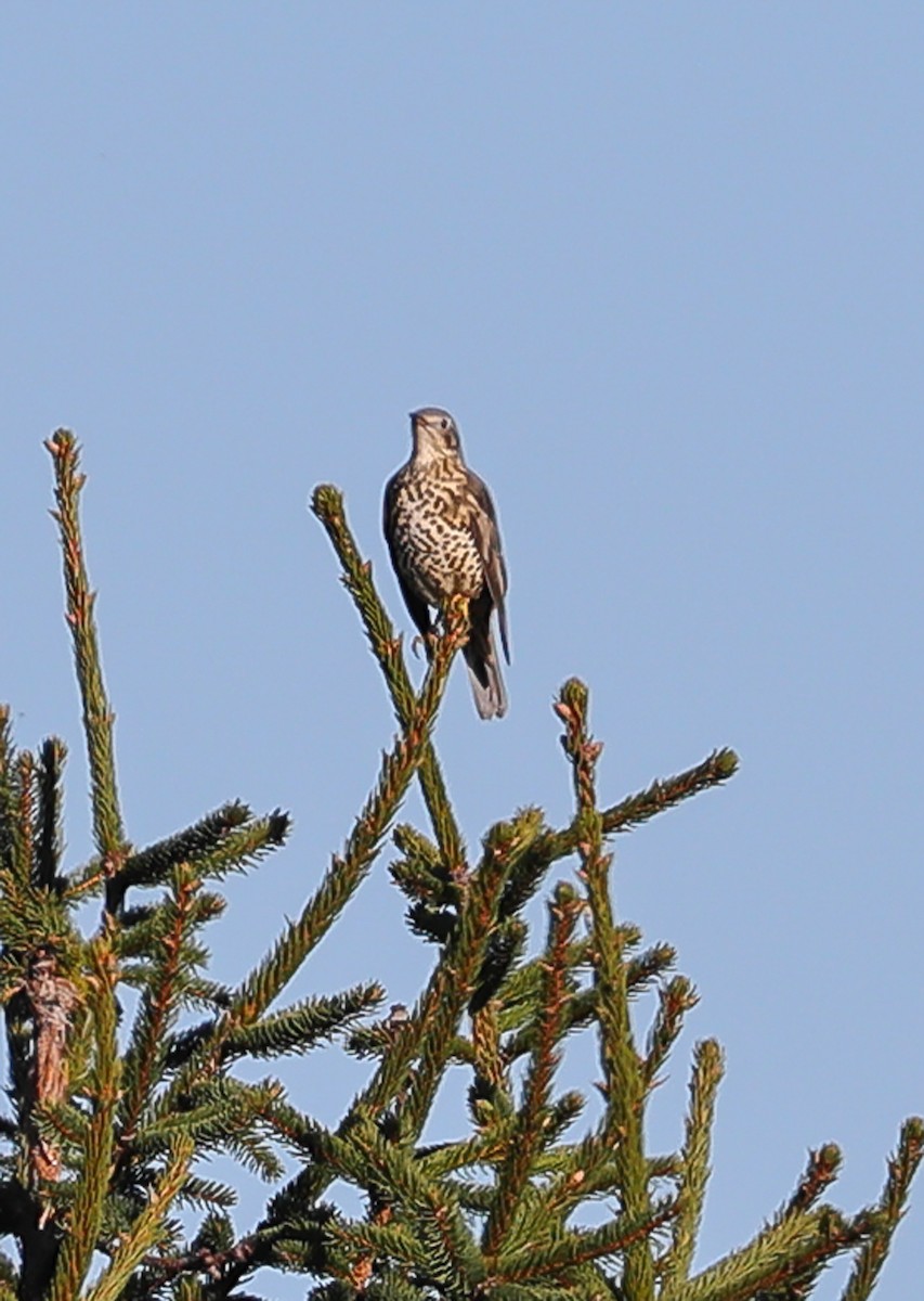 ヤドリギツグミ - ML644696666