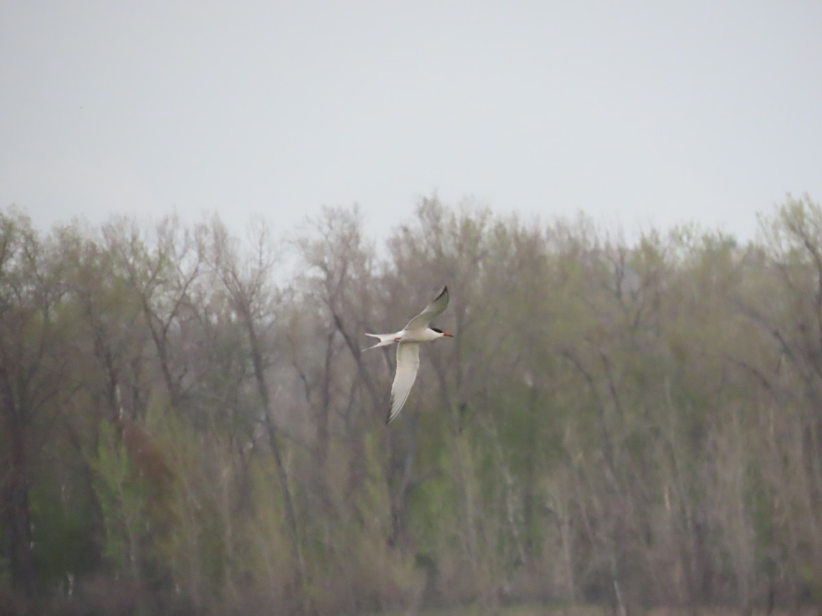 アジサシ - ML644696667