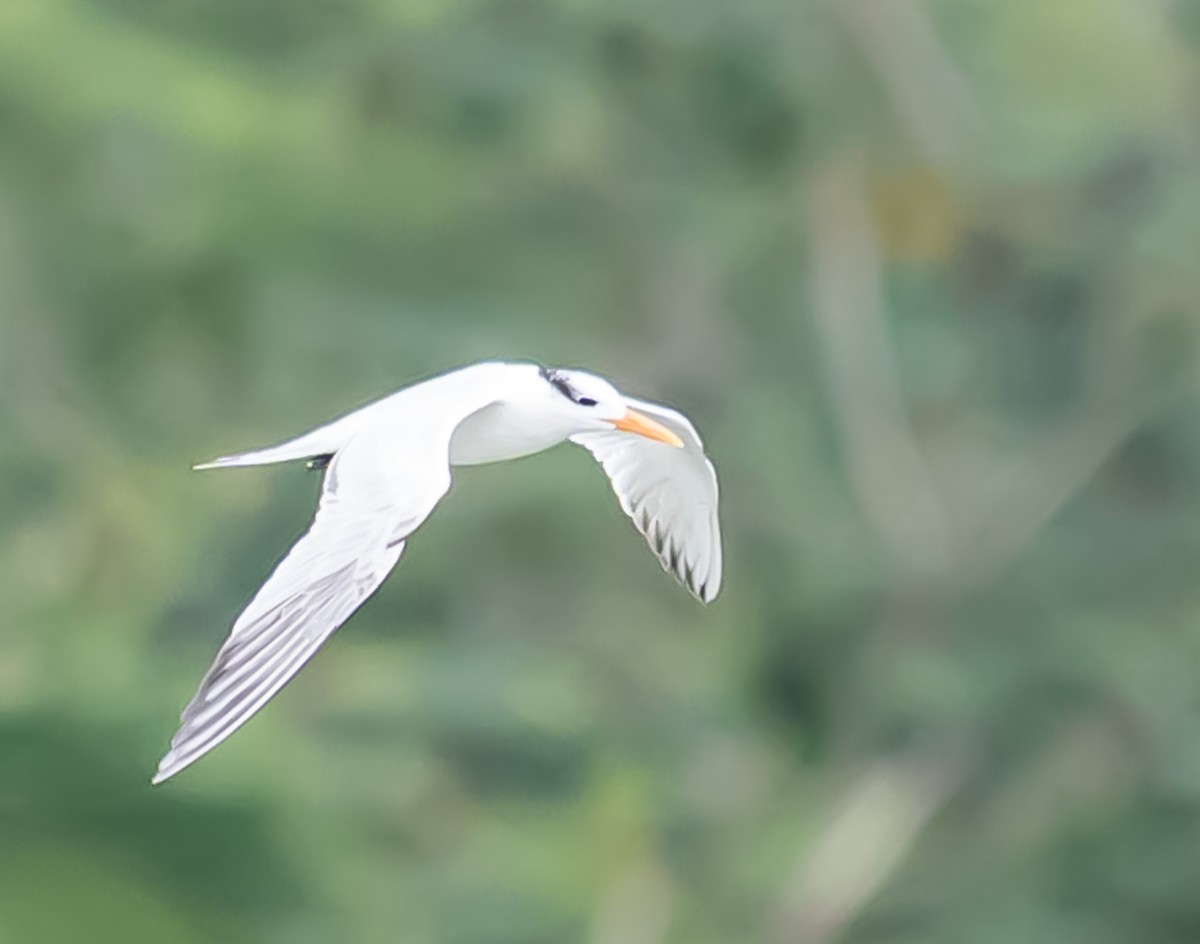 アメリカオオアジサシ - ML644696668