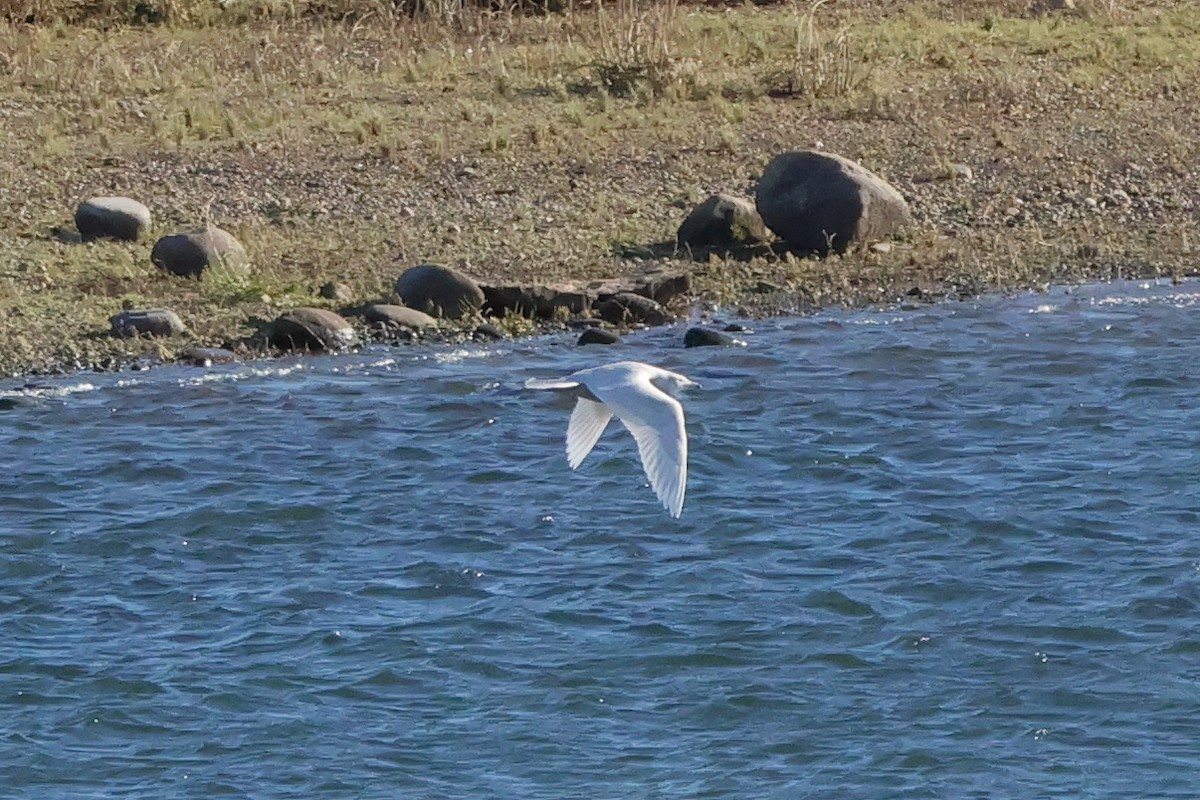 シロカモメ - ML644696669