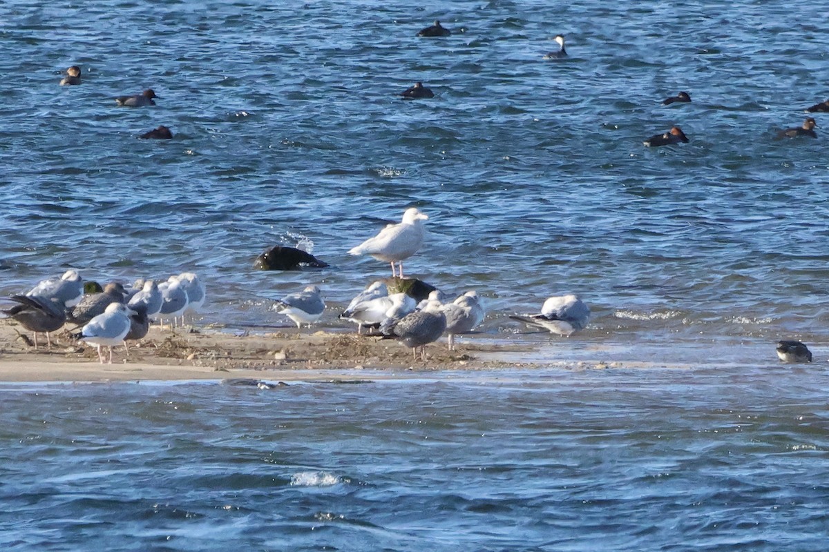 シロカモメ - ML644696670