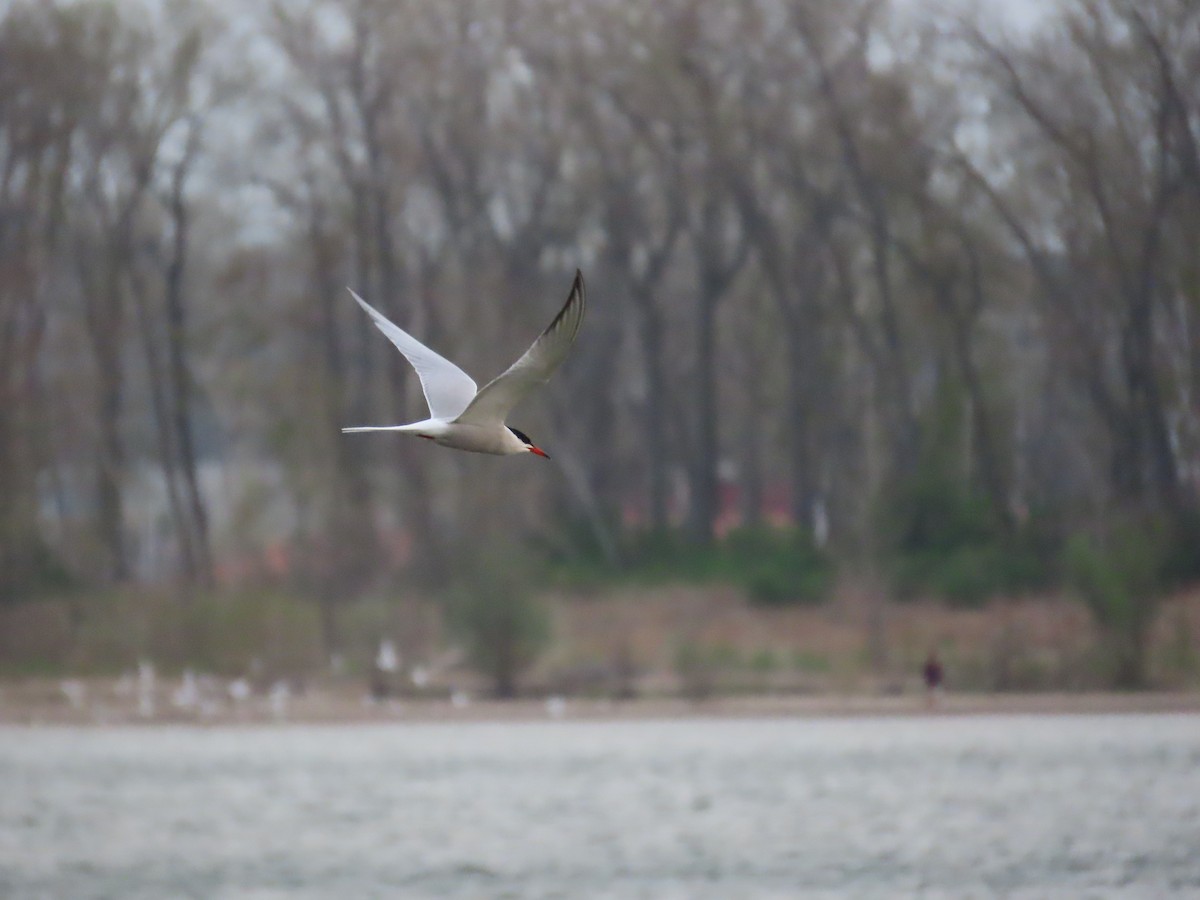 アジサシ - ML644696673