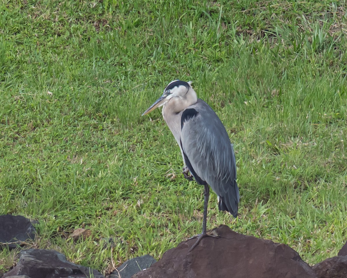 Большая голубая цапля - ML644696674