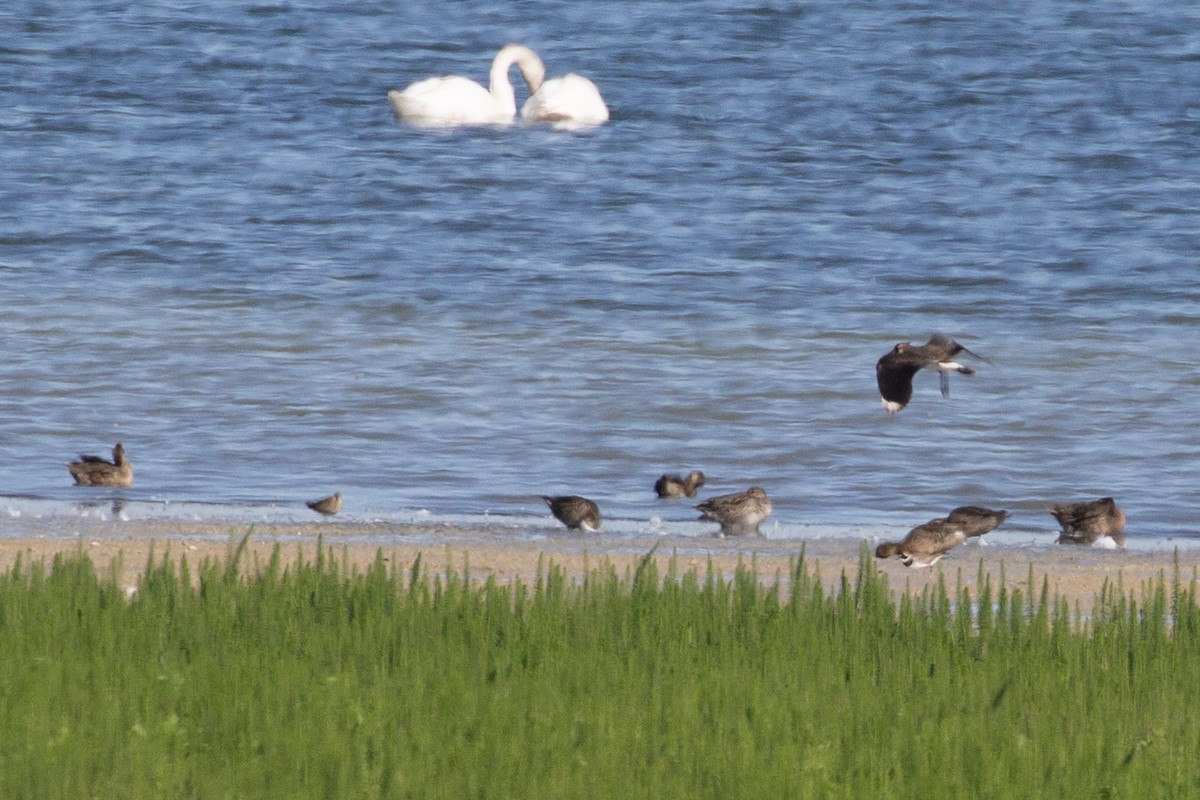 ハジロコチドリ - ML644696675