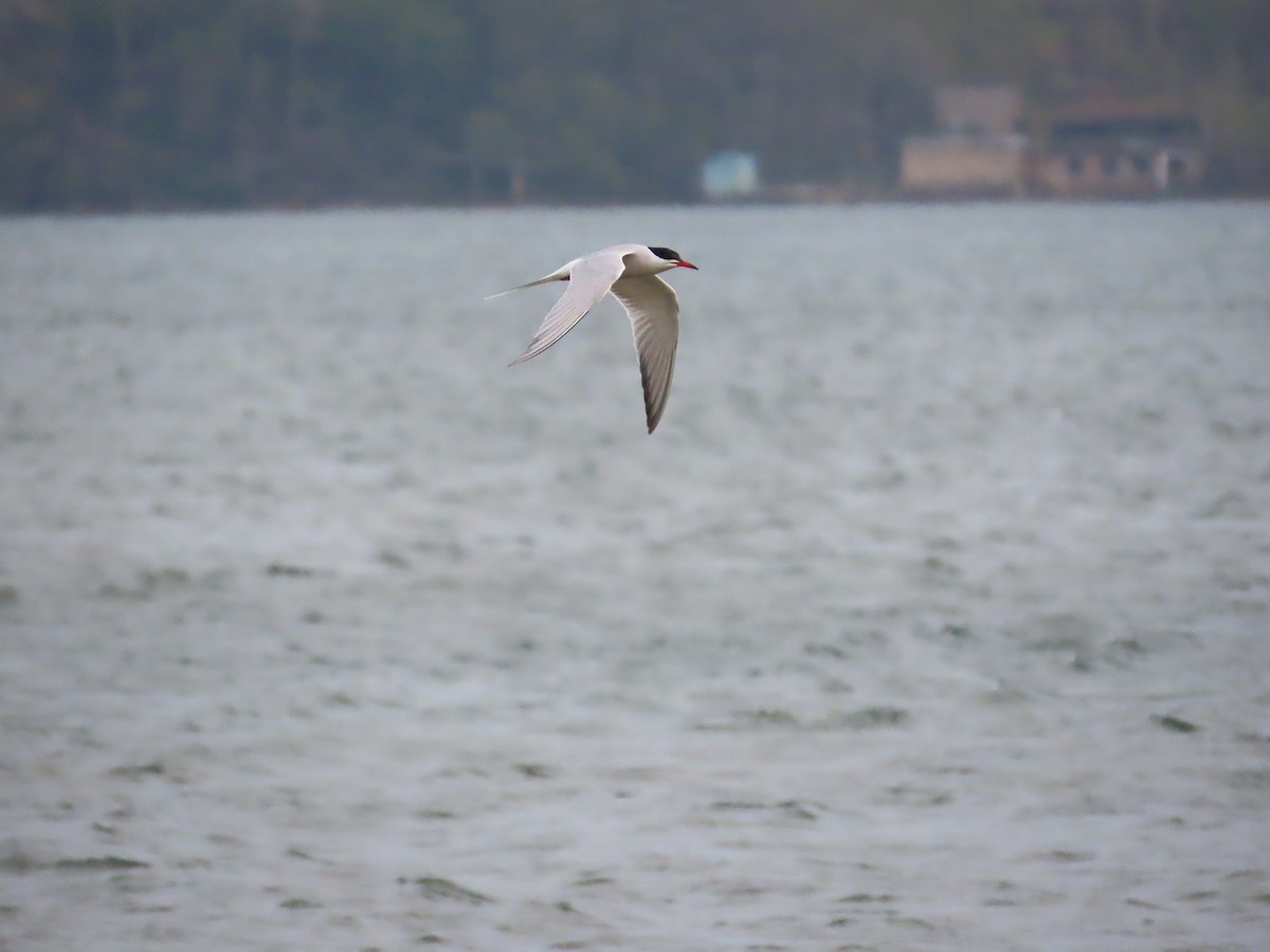 アジサシ - ML644696676