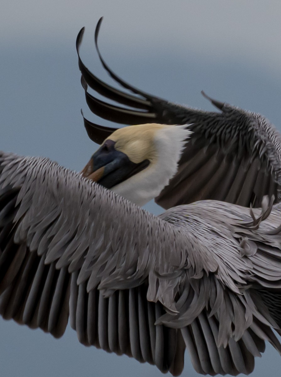 Бурый пеликан - ML644696677