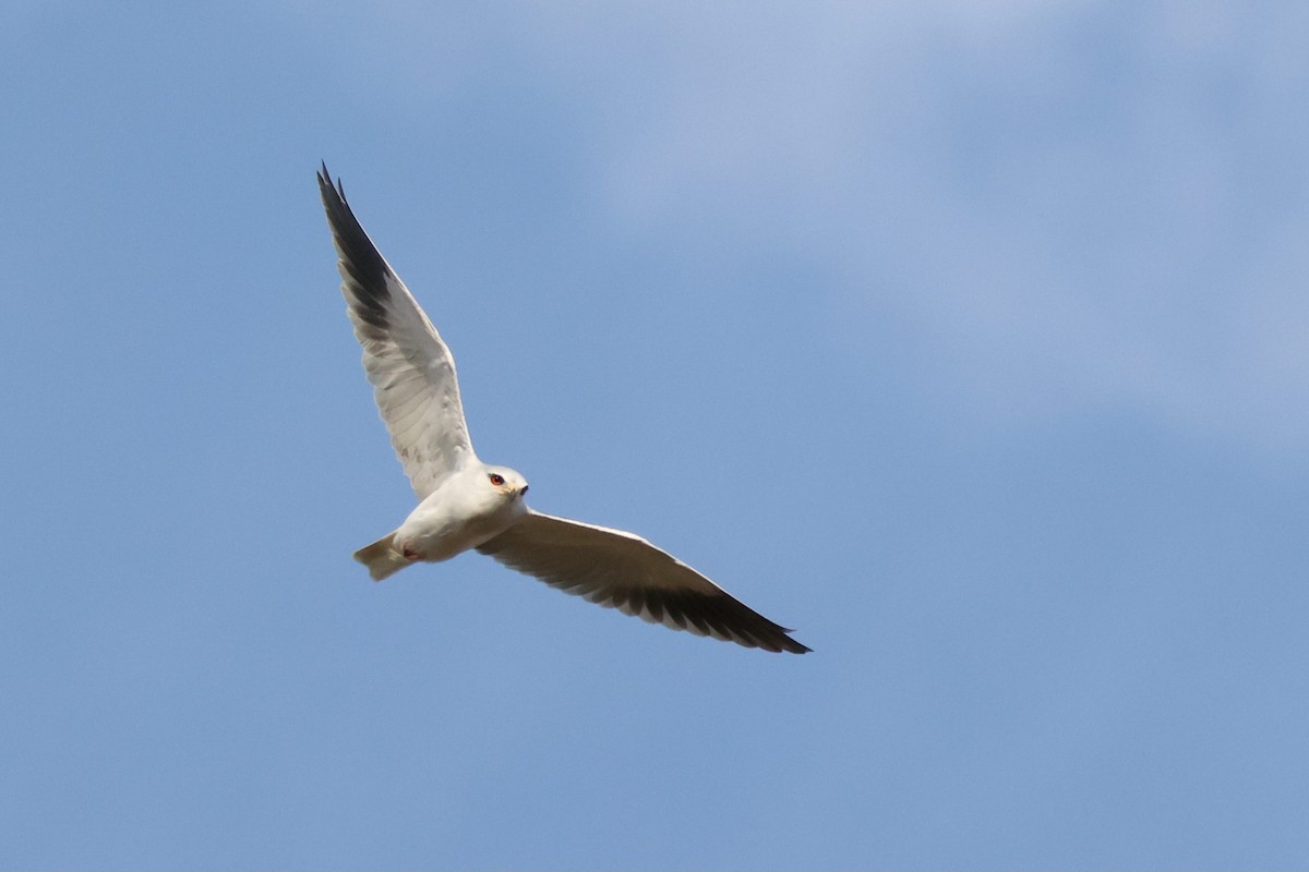 Дымчатый коршун - ML644696679