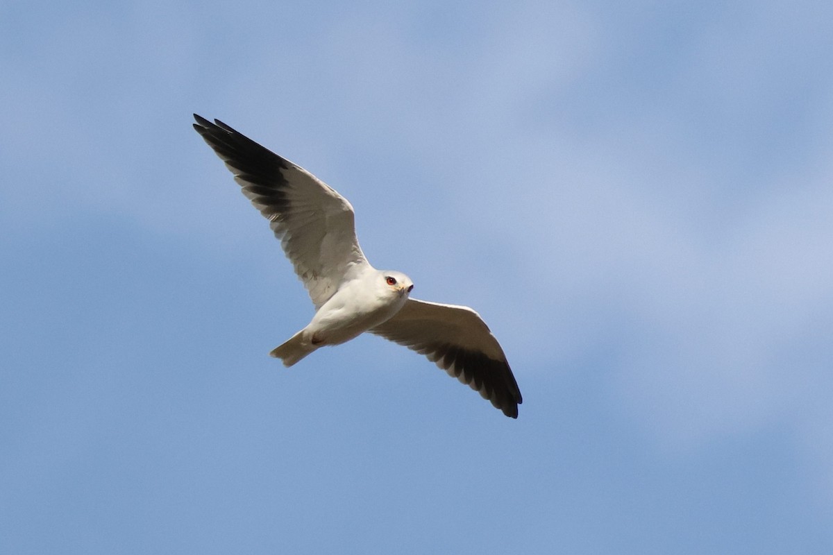 Дымчатый коршун - ML644696680