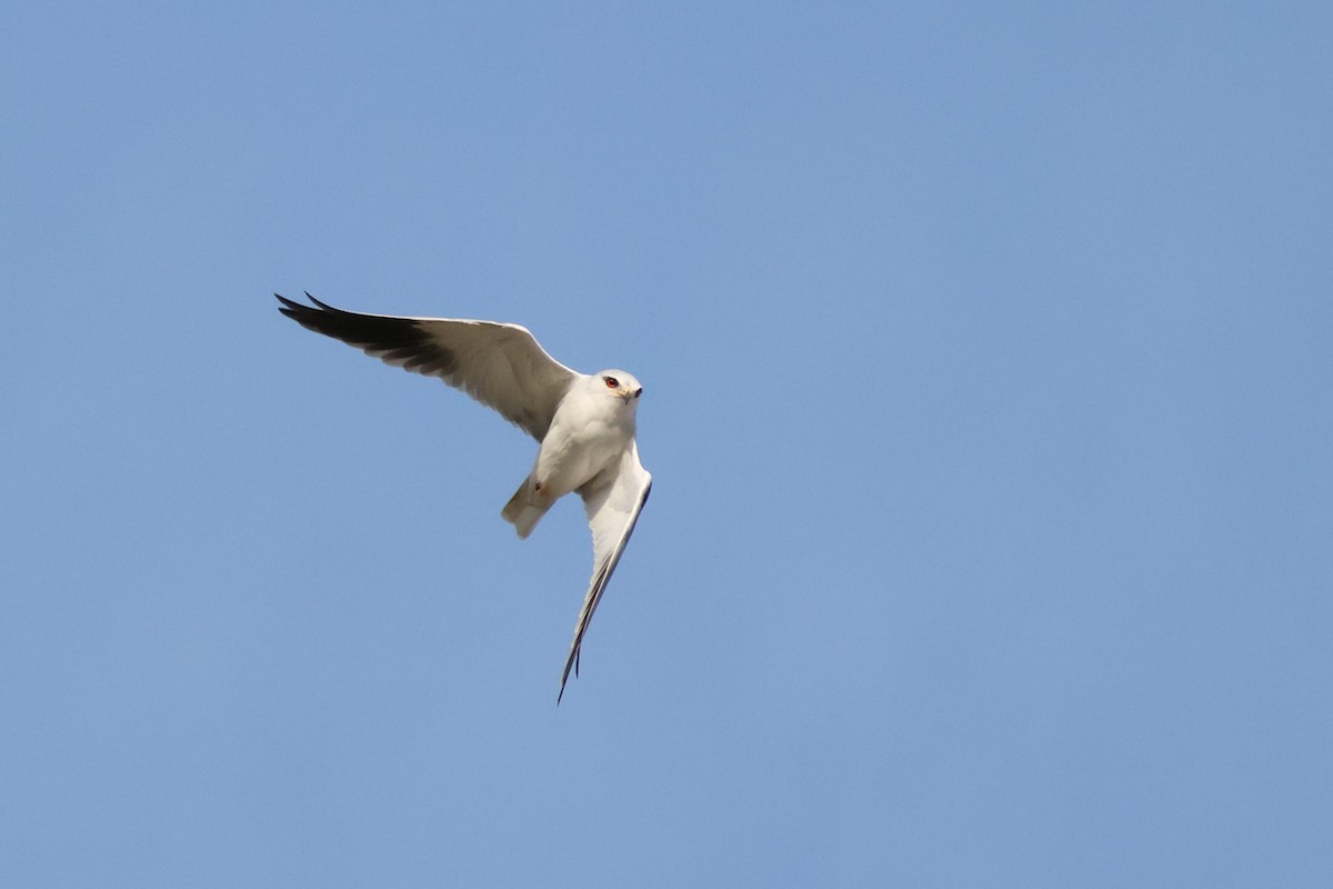 Дымчатый коршун - ML644696681