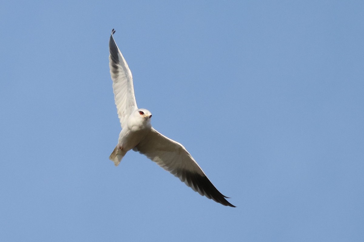 Дымчатый коршун - ML644696682