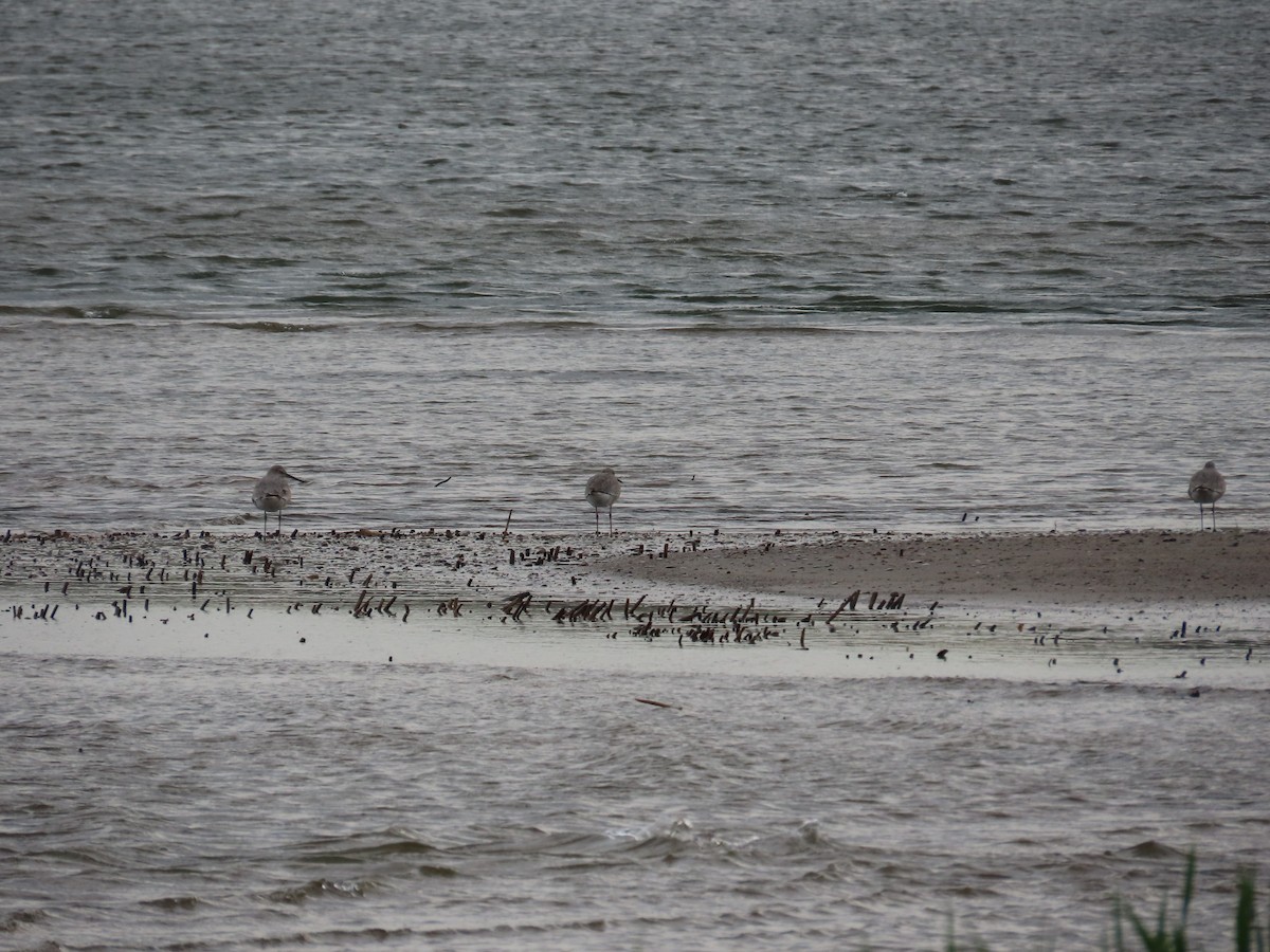 Перепончатопалый улит - ML644696685