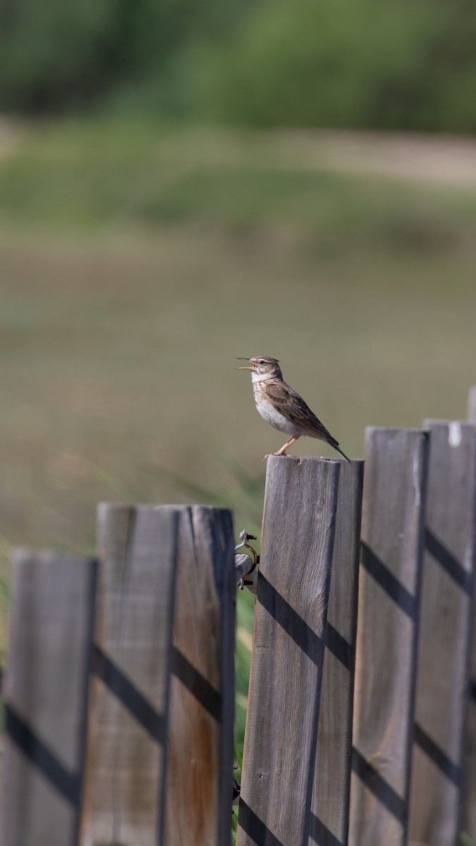 chocholouš obecný - ML644696687