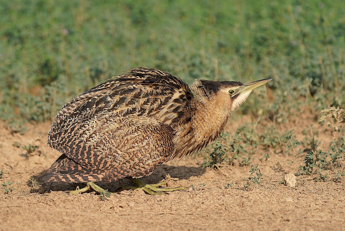 Большая выпь - ML644696690