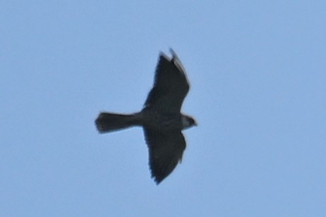 Амурский кобчик - ML644696692