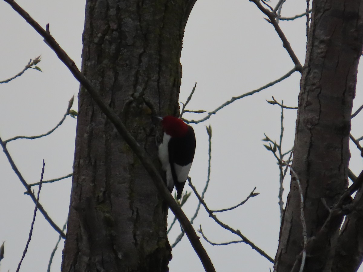 Красноголовый дятел - ML644696693