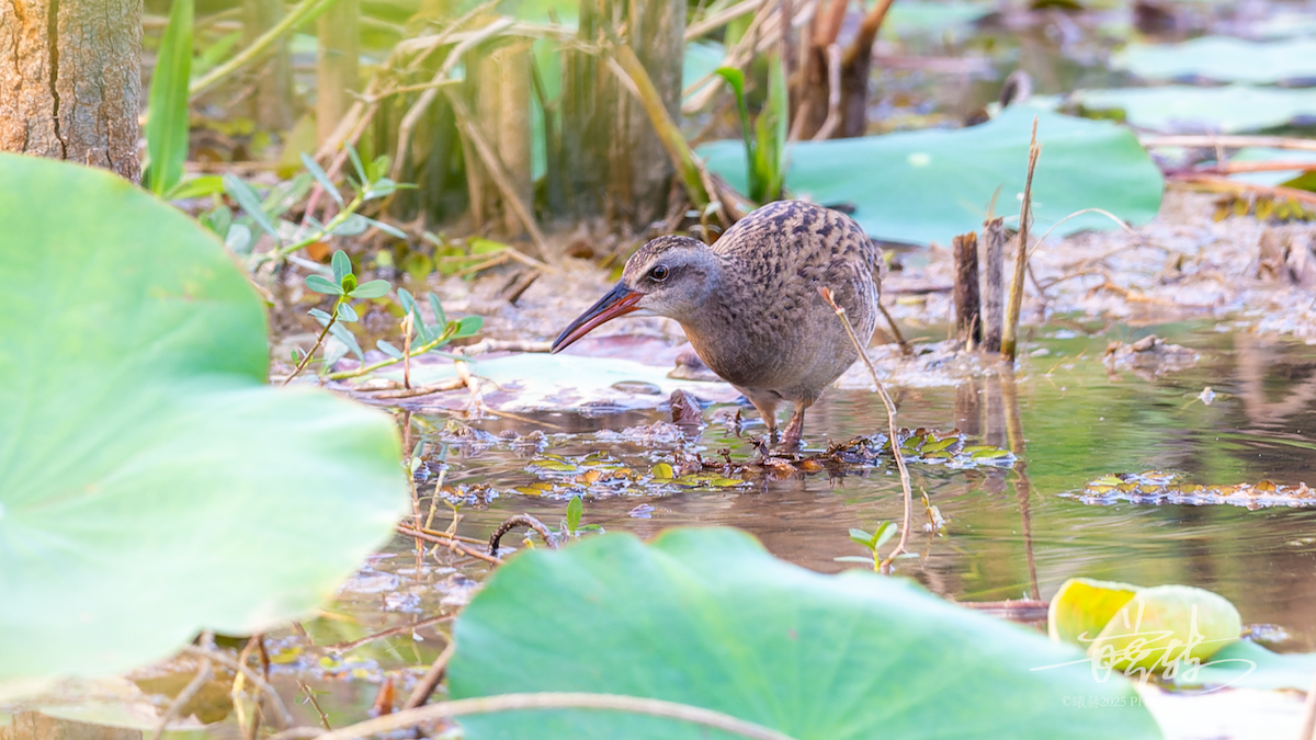 Восточный пастушок - ML644696697