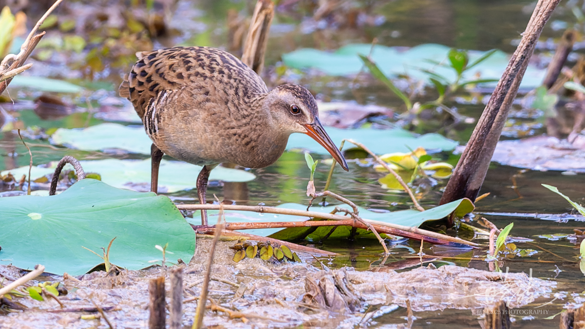 Восточный пастушок - ML644696698