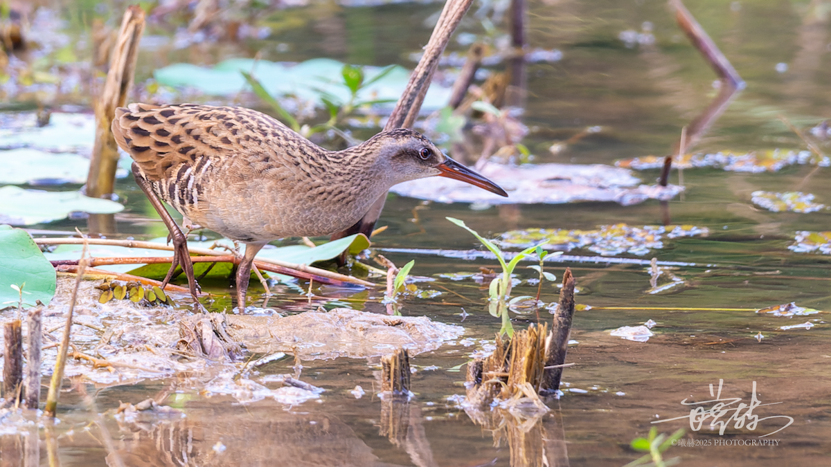 Восточный пастушок - ML644696699
