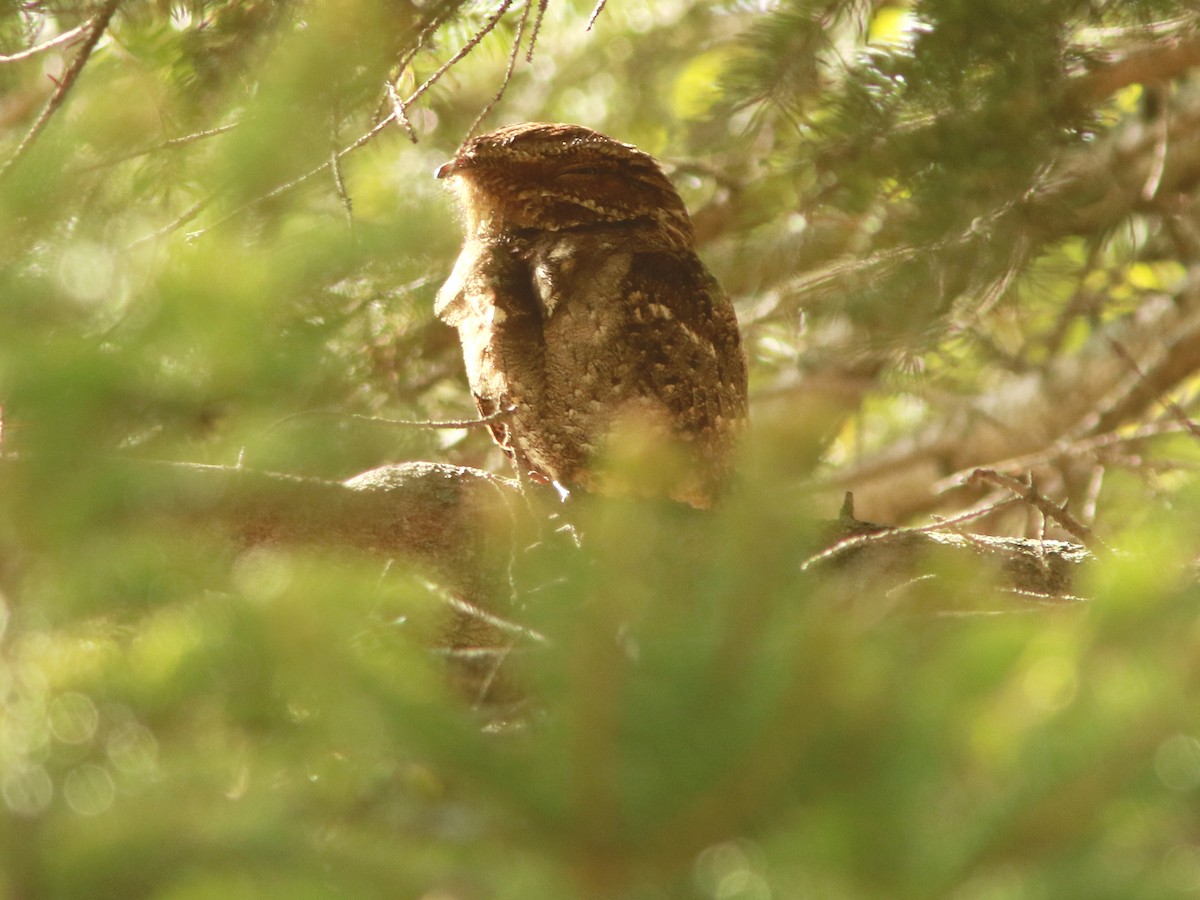 Каролинский козодой - ML644696700