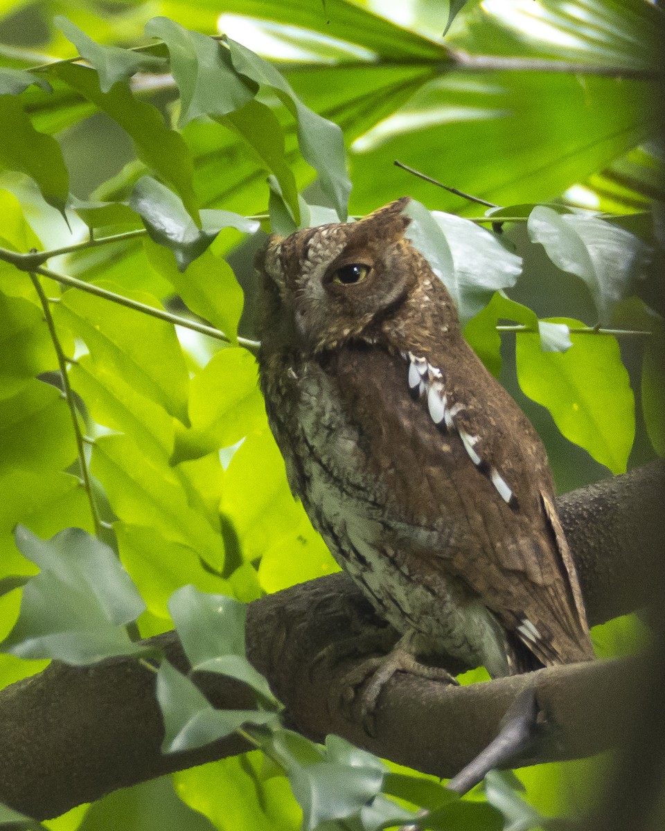 Восточная сплюшка - ML644696701