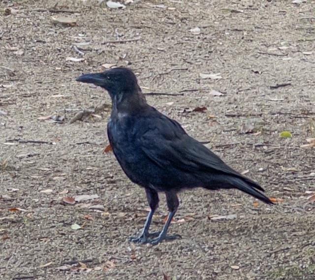 Чёрная ворона - ML644696702