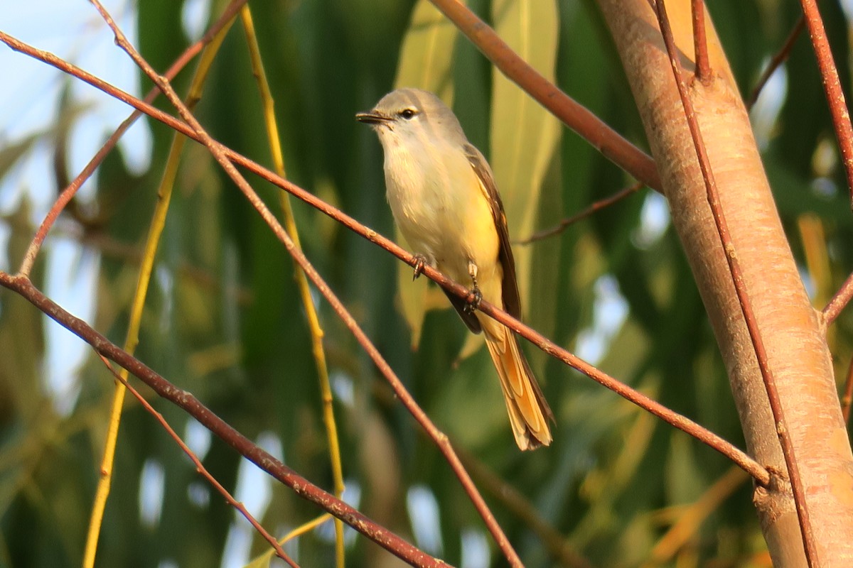 Горихвостковый личинкоед - ML644696704