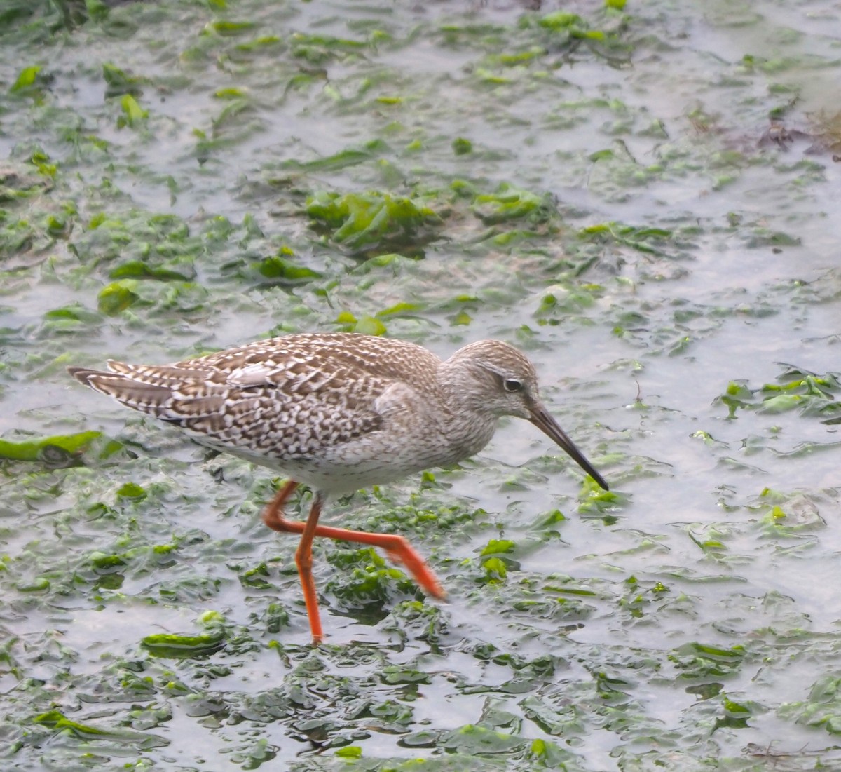 Травник - ML644696705