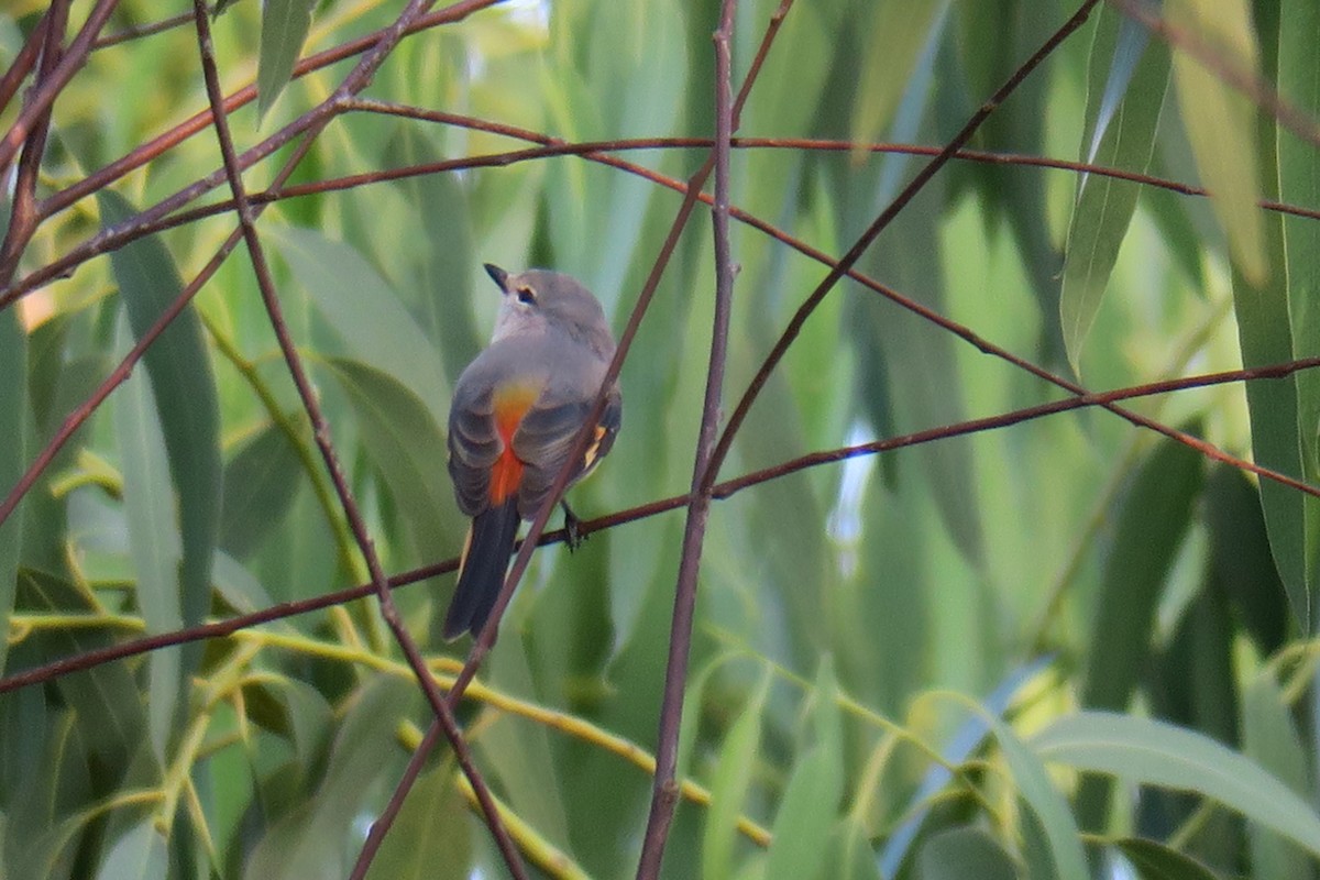 Горихвостковый личинкоед - ML644696706