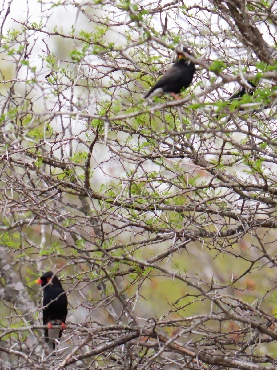 Трёхцветный шлемоголов - ML644696707