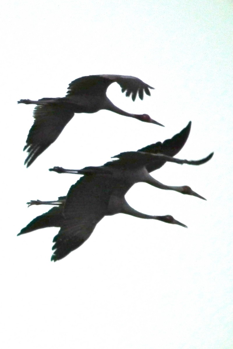 Австралийский журавль - ML644696708