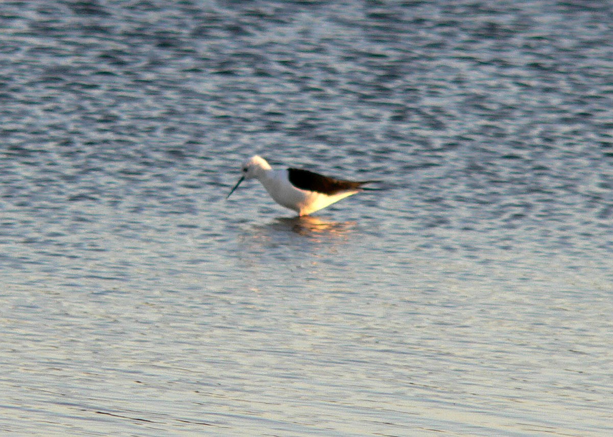 Ходулочник - ML644696709