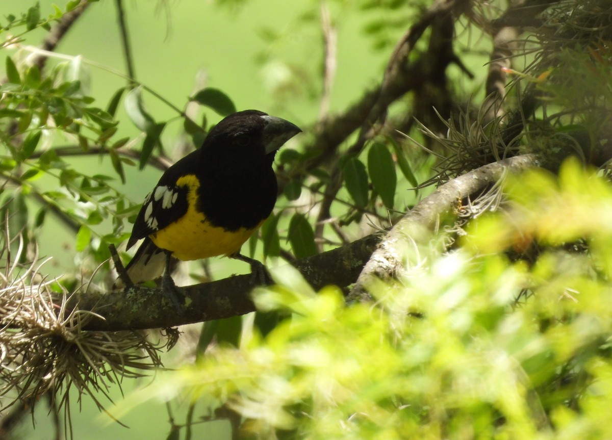 Черноспинный толстонос - ML644696710