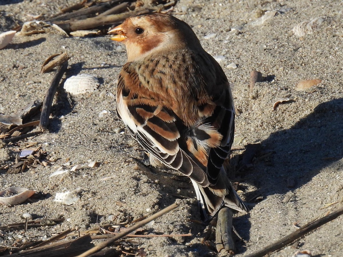 Пуночка - ML644696711