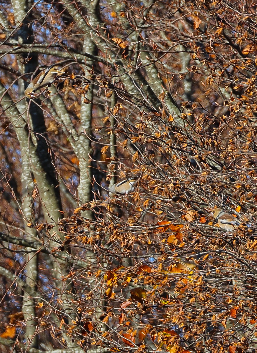 Обыкновенный дубонос - ML644696714