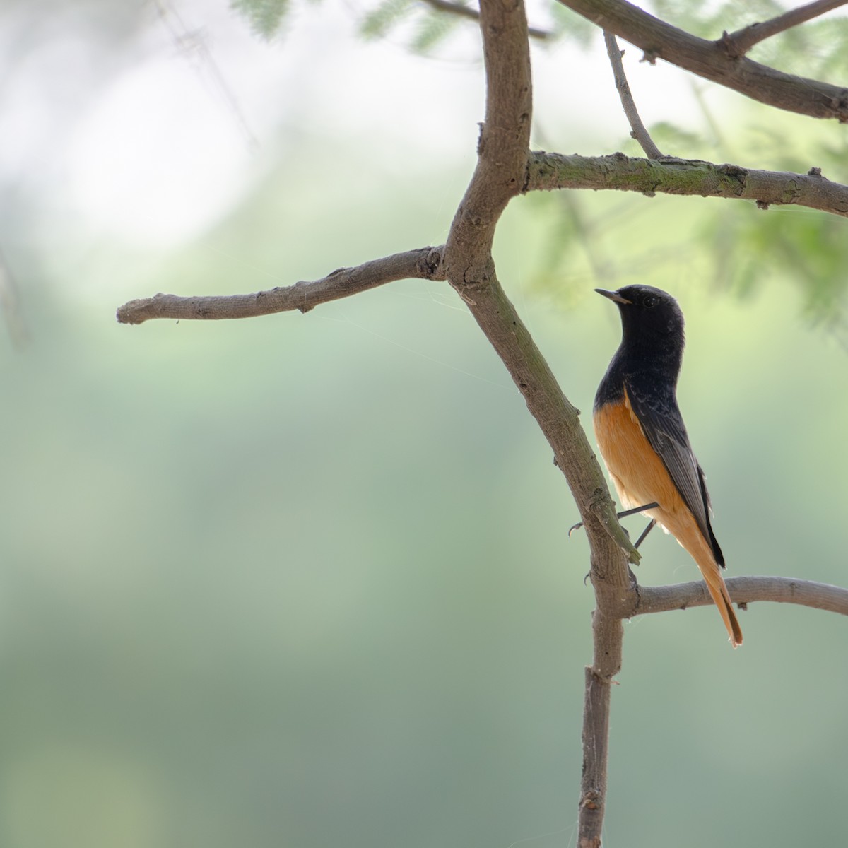 Черная горихвостка - ML644696715