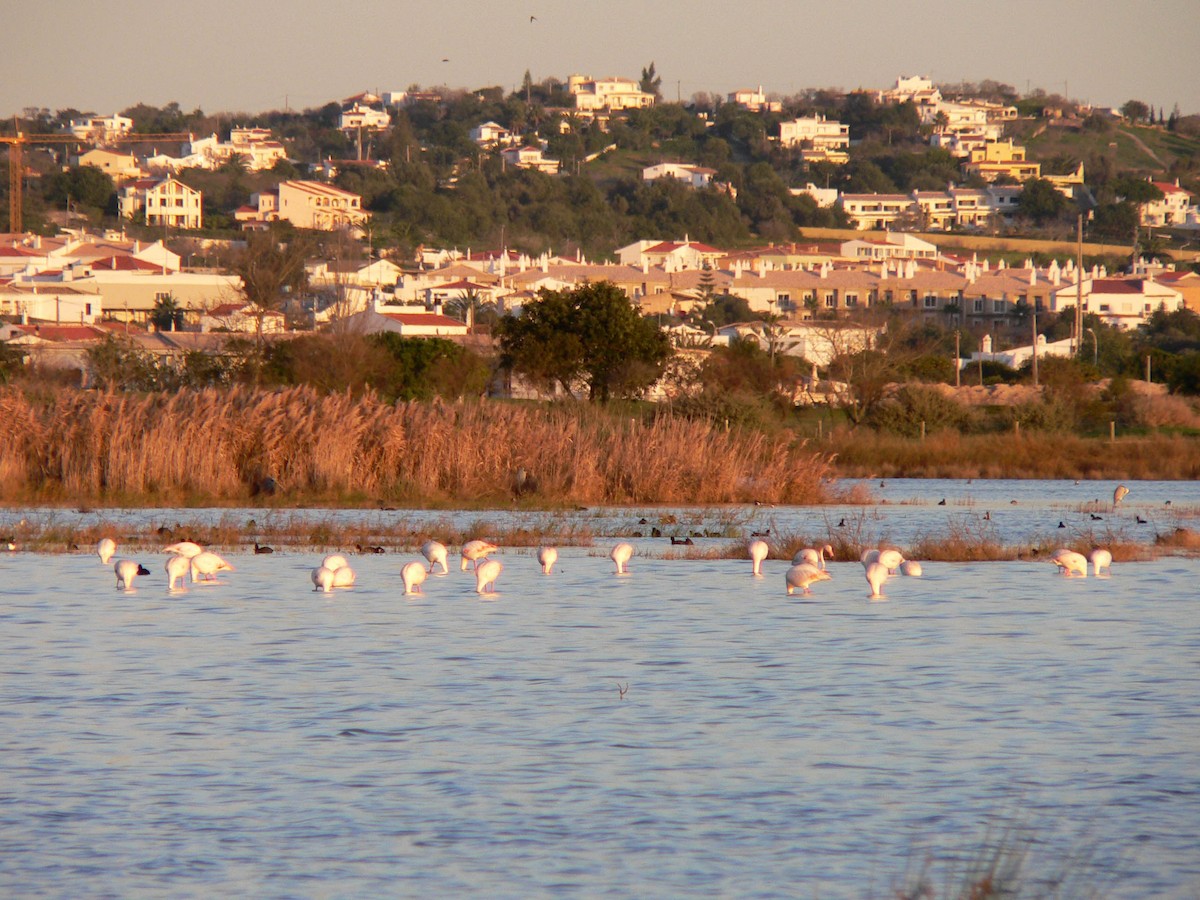 Розовый фламинго - ML644696716