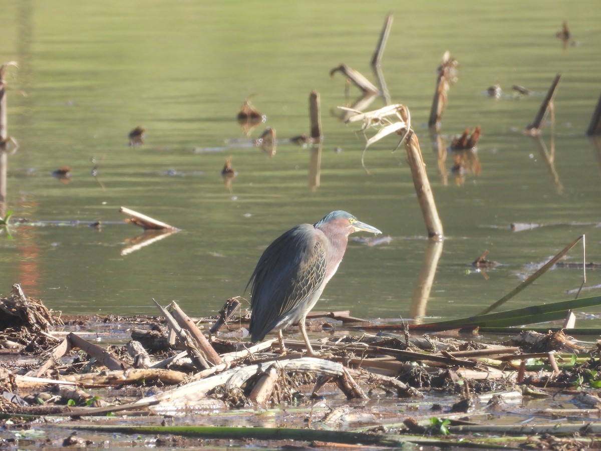 Зеленоспинная цапля - ML644696717