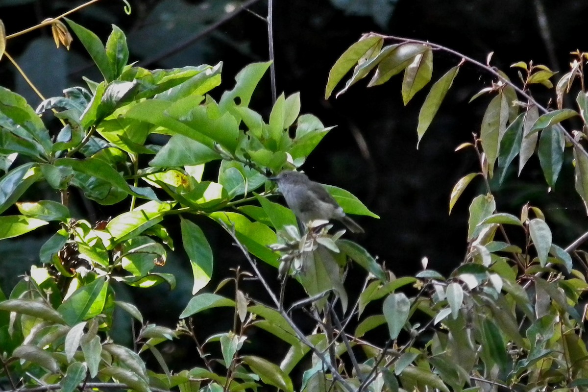 Горная шипоклювка - ML644696718