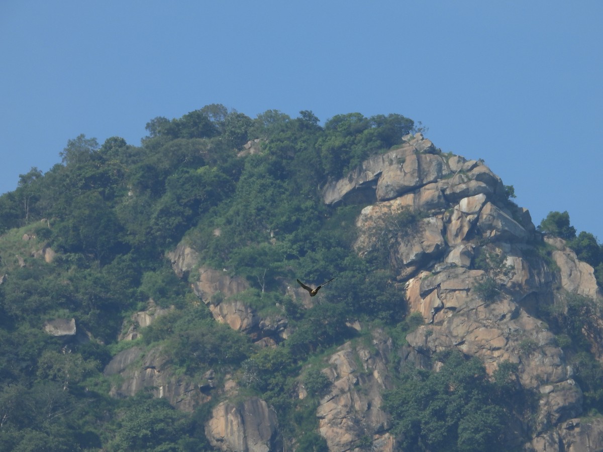 falcon sp. - ML644696720