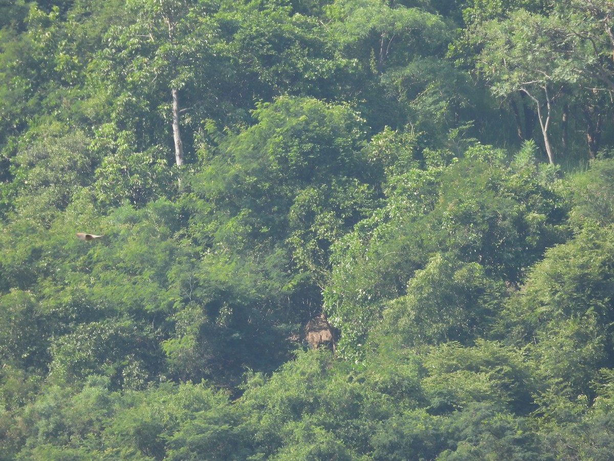 falcon sp. - ML644696721