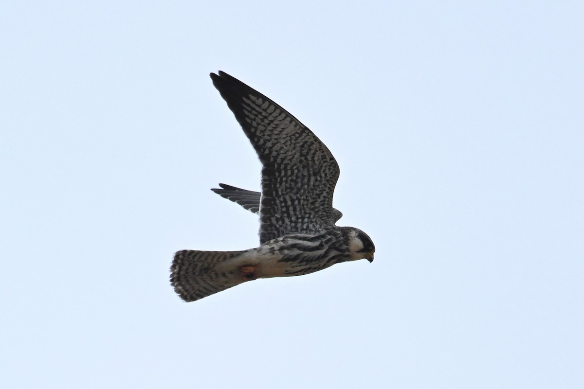 Амурский кобчик - ML644696722