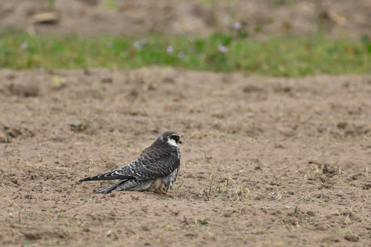 Belatz mantxuriarra - ML644696725