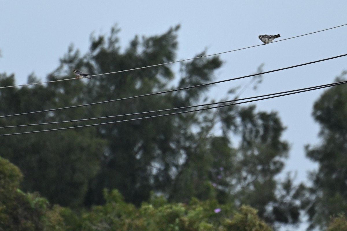 Belatz mantxuriarra - ML644696726