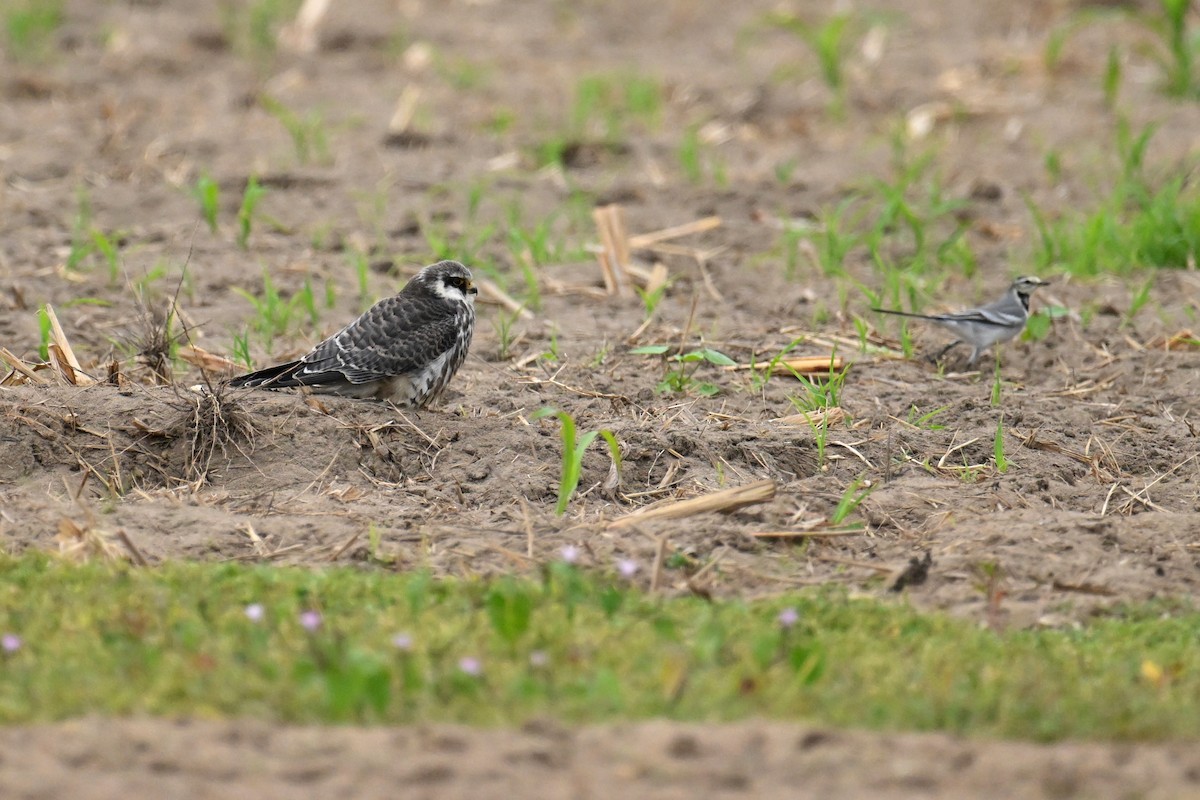 Belatz mantxuriarra - ML644696728