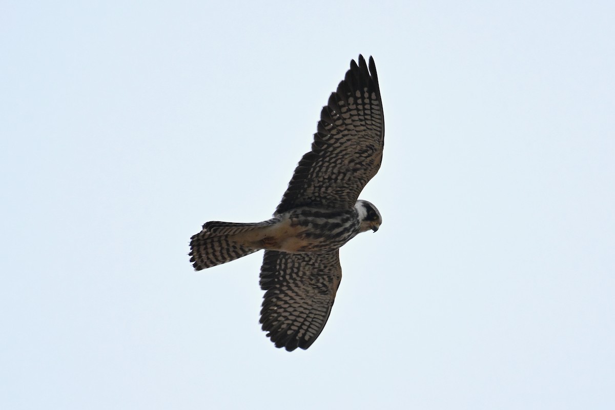 Belatz mantxuriarra - ML644696729