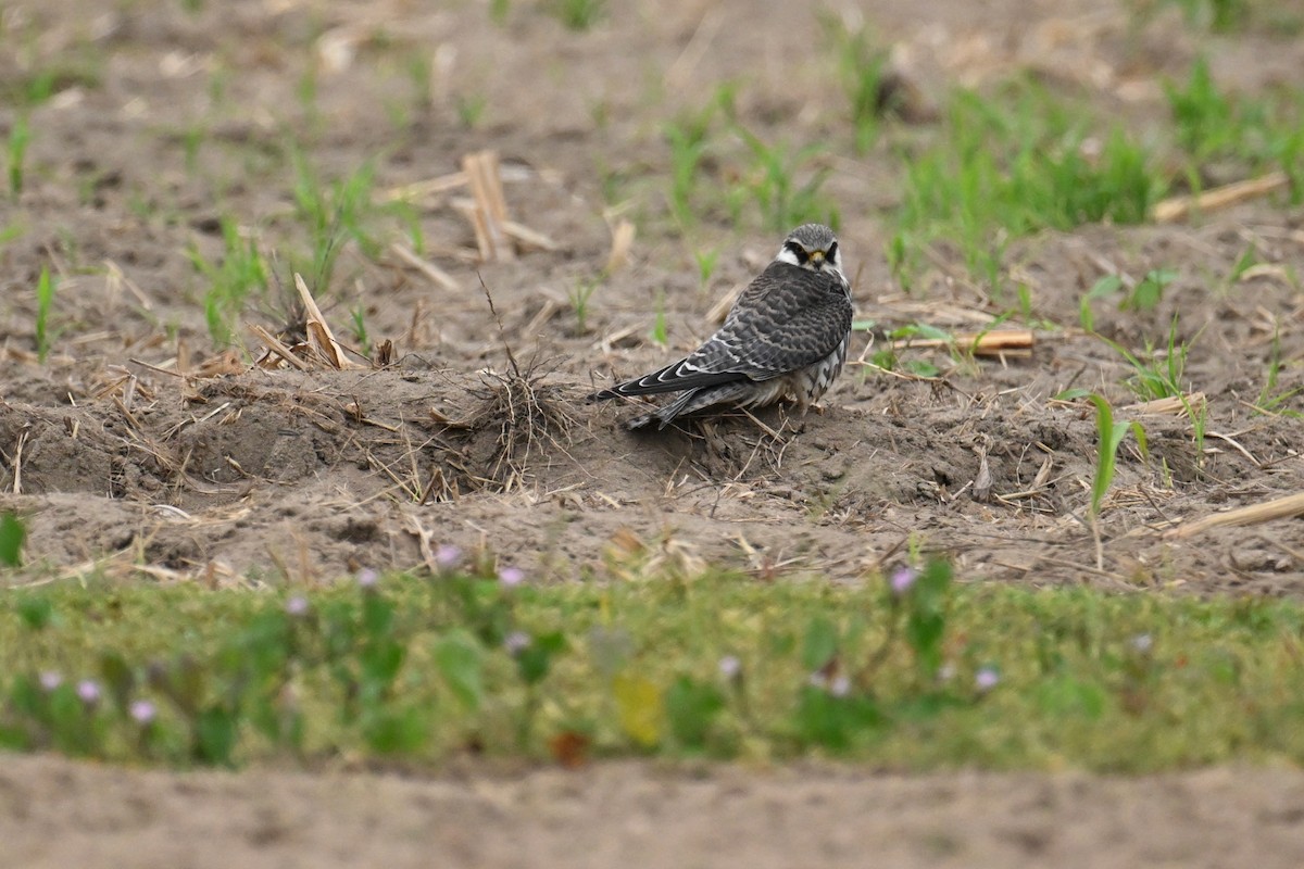 Belatz mantxuriarra - ML644696730