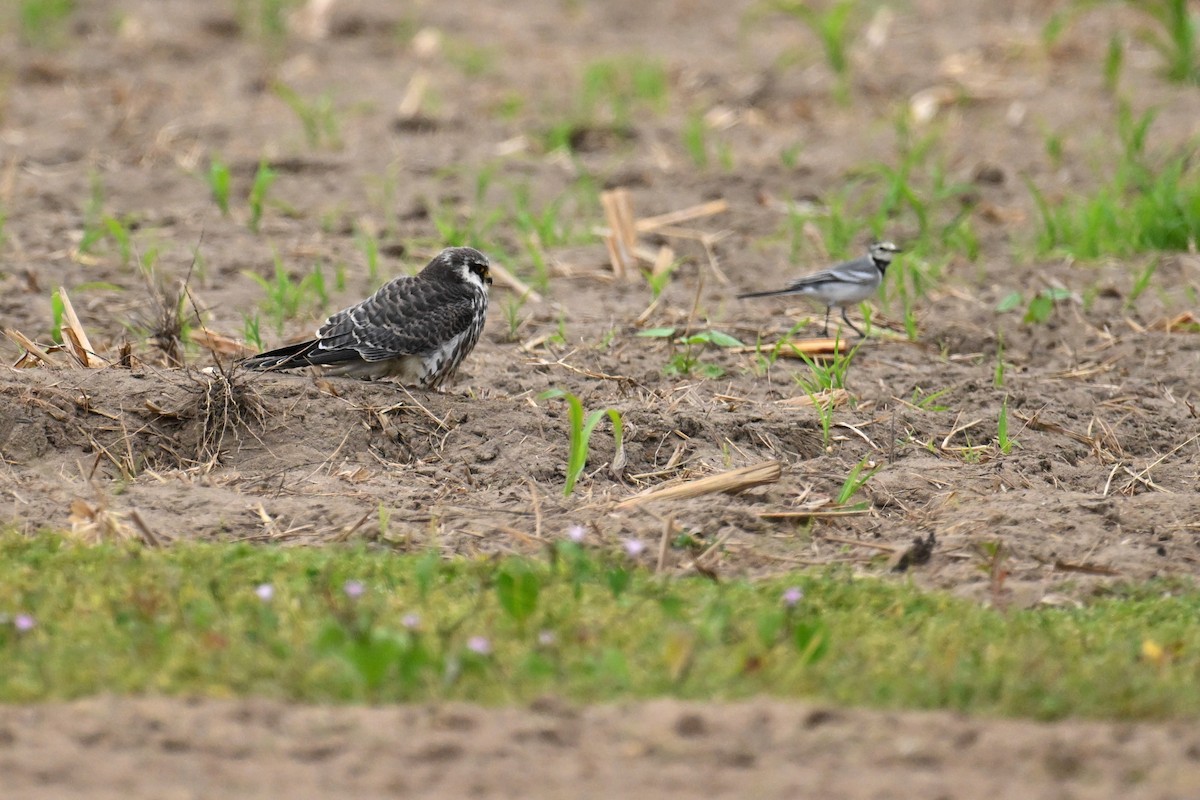 Belatz mantxuriarra - ML644696731